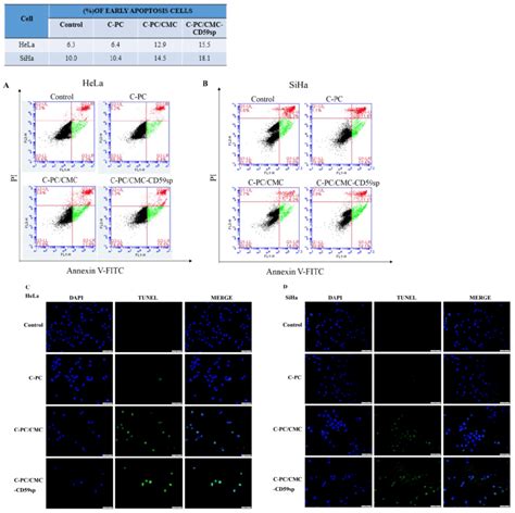 Effect Of Nanoparticles On Cell Apoptosis In Hela And Siha Cells