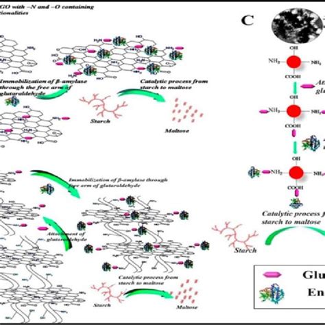 Pdf Strategies For Enzyme Immobilization On Nanomatrix Supports And