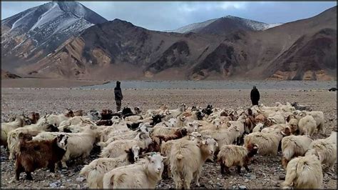 कांग्रेस ने किया दावा चीनी सैनिकों ने लद्दाख में भारत के चरवाहों को