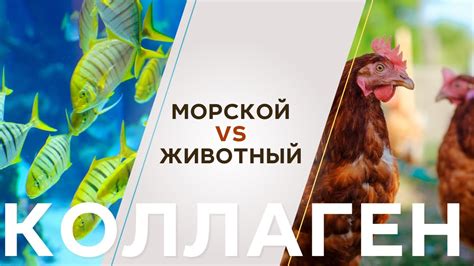 Какой коллаген лучше: морской или животный? | Объясняет врач-косметолог ...