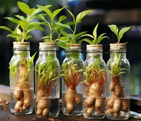 How To Grow Ginger In Water A Beginners Guide Growing Ginger