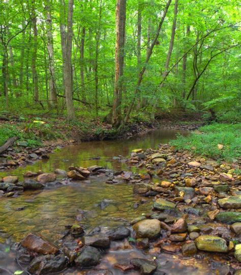 Image libre nature feuilles bois eau paysage arbre rivière ruisseau