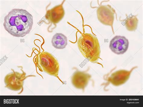 Trichomonas Vaginalis Image Photo Free Trial Bigstock