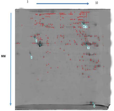 Protective Effect Of Crocin On Malathion Induced Cardiotoxicity In Rats