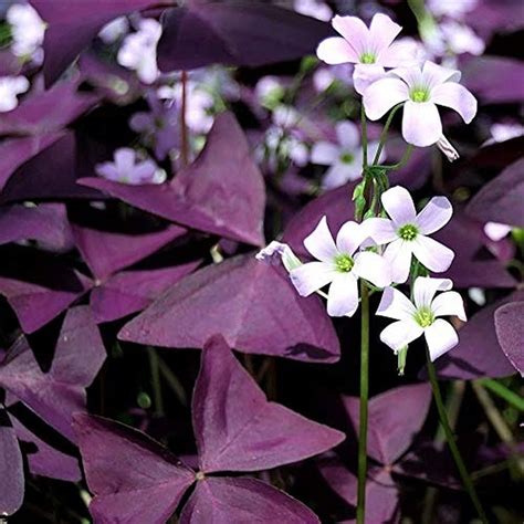 St Ck Seltene Oxalis Palmifrons Lila Kleebl Tter Oxalis Triangularis