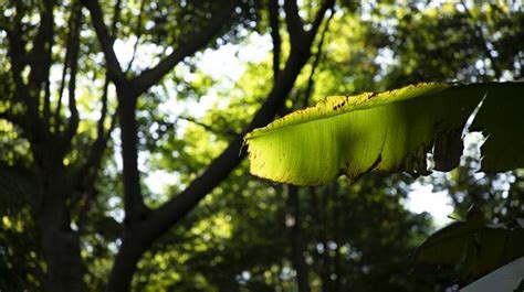 雨打芭蕉饒有詩意 每日頭條