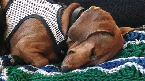 Doxie Mom Funny Dachshund Dachshund Puppies Dachshund Love Cute