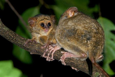 Baby Spectral Tarsier with Mother | Sean Crane Photography