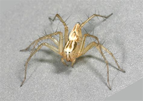 Striped Lynx Spider, Oxyopes salticus