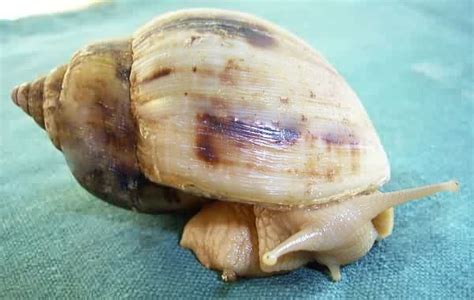 Achatina albopicta - Alchetron, The Free Social Encyclopedia