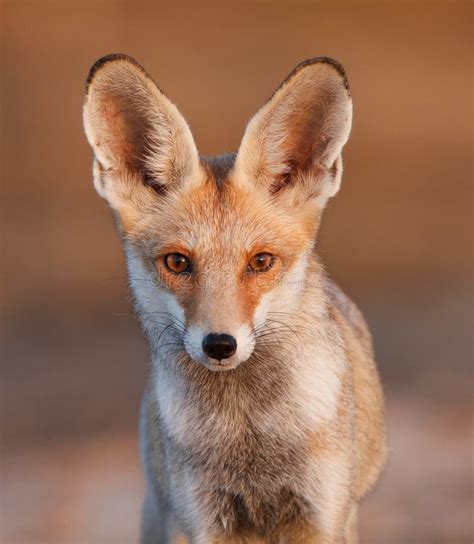 Desert fox stock photo. Image of qitbit, biology, portrait - 20369842