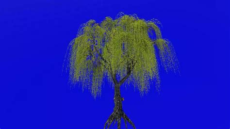 Tree Animation Loop Willow Tree Weeping Willow Babylon Willow