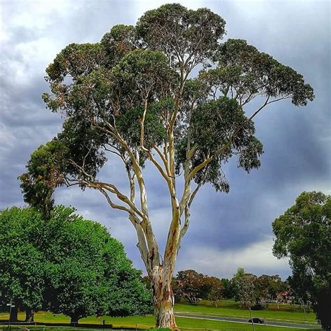 Eukalyptus Samen Eukalyptus Pflanze Samen Winterhart Eukalyptus