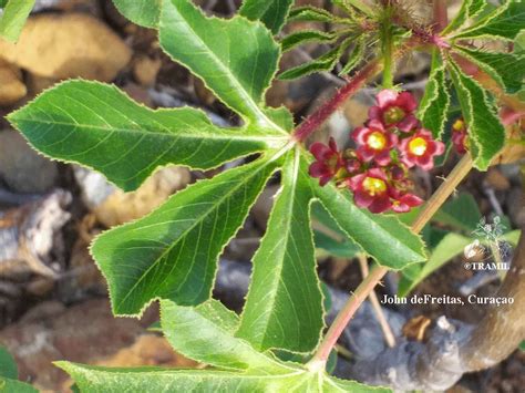 Jatropha Gossypiifolia Tramil