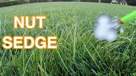 Easy Way To Control Nut Sedge In Any Grass Test Run In 2023 Grass Herbicide How To Apply