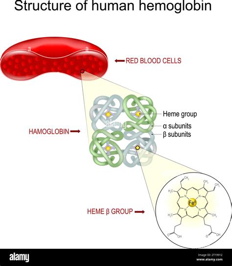 Hemoglobin Structure Cross Section Of A Red Blood Cell Close Up Of A