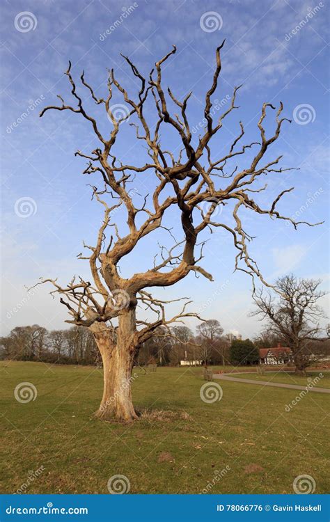 Dead Oak Tree Stock Photo Image Of Wood Branches Ancient 78066776