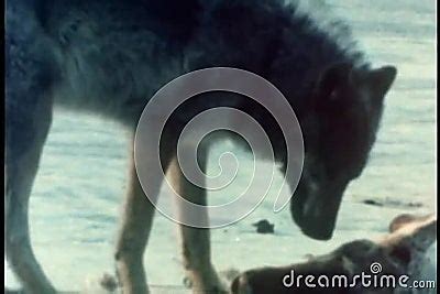 Wolf Eating Caribou Carcass Stock Video - Video of time, dead: 52865787