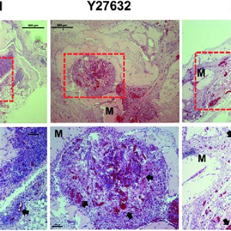 Hematoxylin And Eosin Stained Histological Sections Showing Msc