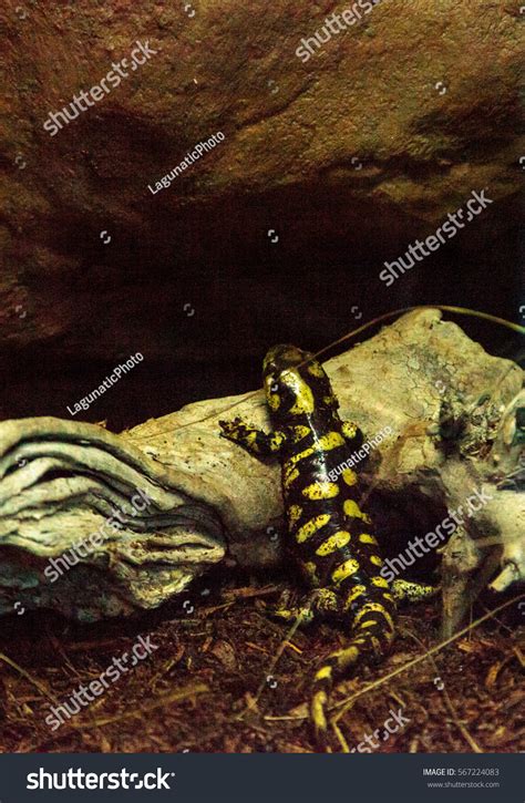 Tiger Salamander Ambystoma Tigrinum Terrarium Habitat Stock Photo