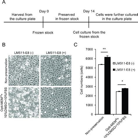 Screening Of Preservation Reagents For Cryopreservation A Human