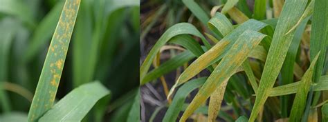 Keep An Eye Out For These Diseases In Cereal And Pulse Crops The