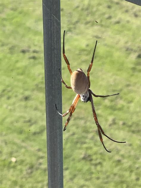 Australian Golden Orbweaver In February 2022 By Penelopeuq Adult