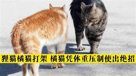 纪录片：狸花猫堪称猫界战斗力最强的猫，橘猫体重压制使出绝招，胜负已定高清1080p在线观看平台腾讯视频