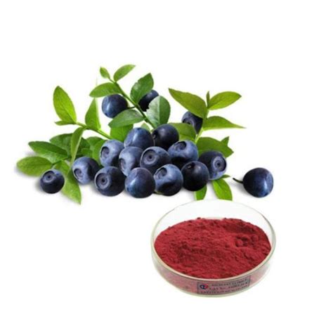 Plant Extract Blueberry Extract Cas 84082 34 8 Bilberry Extract Create