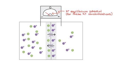 Establishing Resting Membrane Potential in Neurons