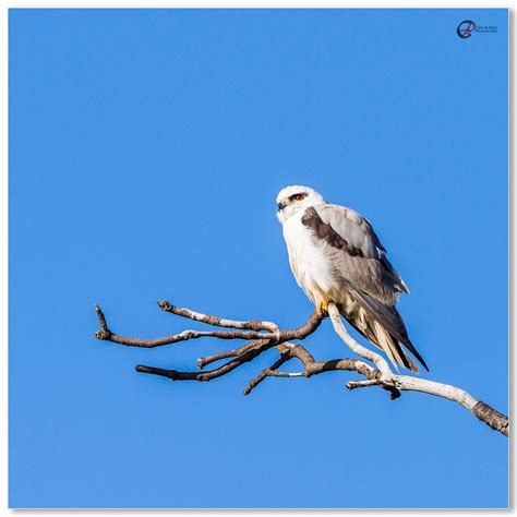 Black-shouldered Kite-3 - Chris de Blank Photography