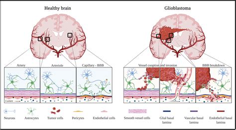 Frontiers The Normal And Brain Tumor Vasculature Morphological And Functional Characteristics