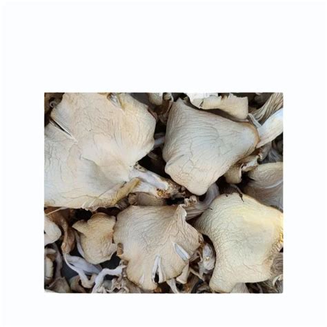 Dry Oyster Mushroom At 900 Kg Dry Oyster Mushroom In Surat ID