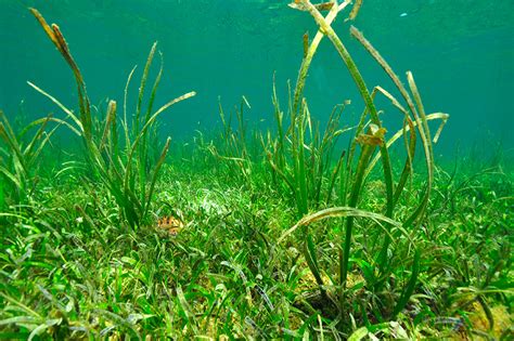 Ecosystems - Danjugan Island Sanctuary