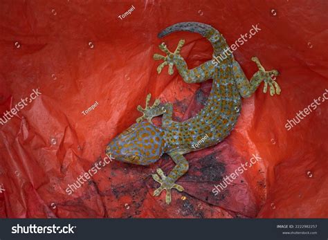 Gecko Kind Lizard Genus Gekko Tribe Stock Photo 2222982257 | Shutterstock