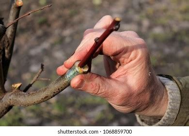 Farmer Orchard Grafting Fruit Tree Stock Photo 2142342133 Shutterstock