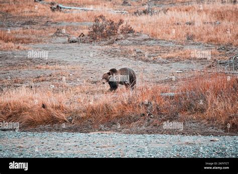 Grizzly Bear In Yellowstone National Park Stock Photo Alamy