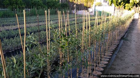 Tutores Para Plantas Viveros Castro Mart Nez