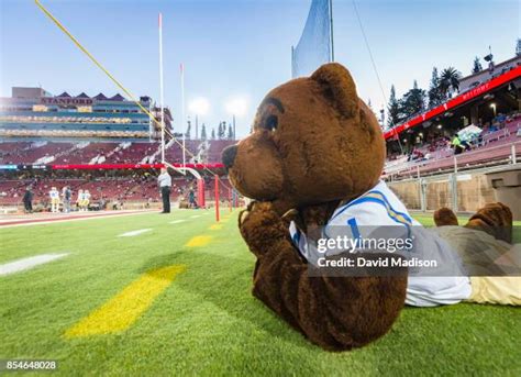 Bruin Mascot Photos And Premium High Res Pictures Getty Images