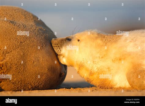 Gray Seal Halichoerus Grypus Seal Pup Sucking Milk From Its Mother United Kingdom Stock