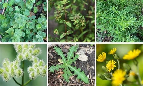 Top 10 Texas Weeds To Know Native Backyards