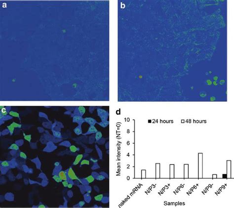 Confocal Fluorescence Microscopy Of Transfected Hek Cells Cells Were