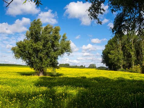 Gratis Afbeeldingen Landschap Boom Natuur Fabriek Hemel Veld