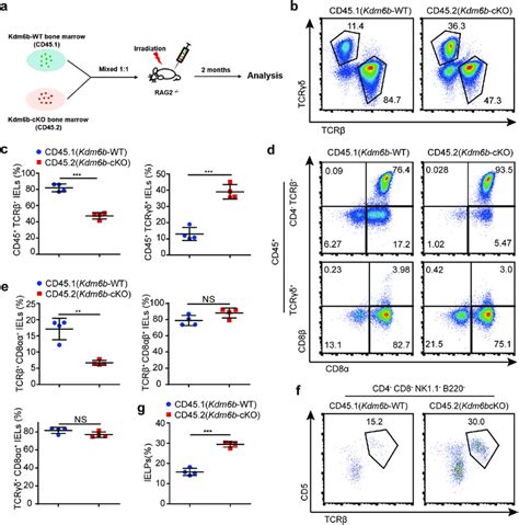 Kdm6b Regulates Tcrαβ Cd8αα Iel Development In A Cell Intrinsic