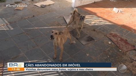 Moradores denunciam abandono de cães em casa de Feira de Santana