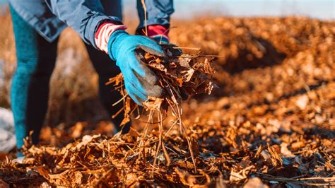 Secrets Of Mulching For Your Best Tomato Pepper Harvests