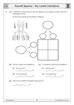 Punnett Squares Sex Linked Inheritance Worksheet By Good Science