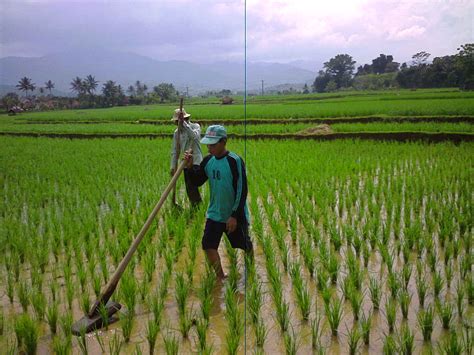 Suherman Nyengir Metrok Alat Penyiang Padi Sawah Yang Ringan