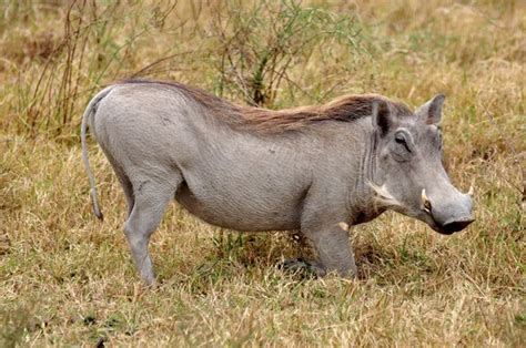 Warthog in natural habitat — Stock Photo © EcoPic #101587196