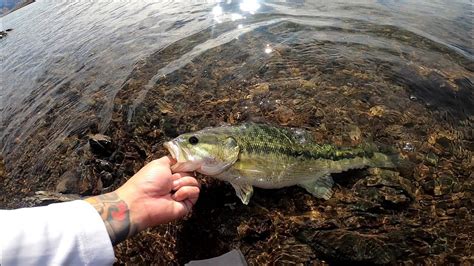 Lake Berryessa Bass Fishing From The Shore Youtube